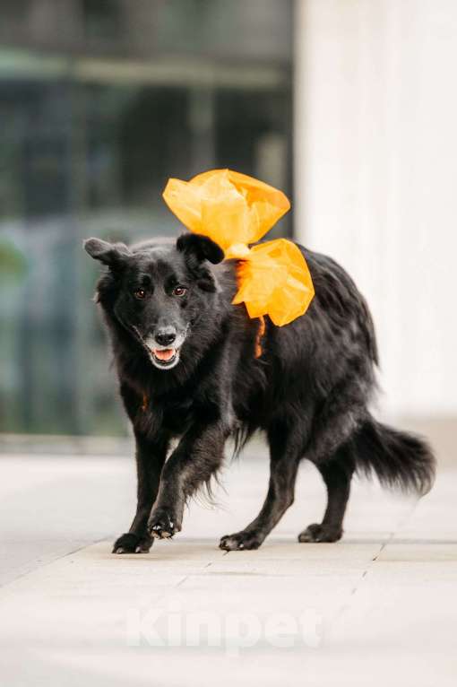 Собаки в Москве: Знакомьтесь, ее зовут Шанти! Девочка, Бесплатно - фото 3