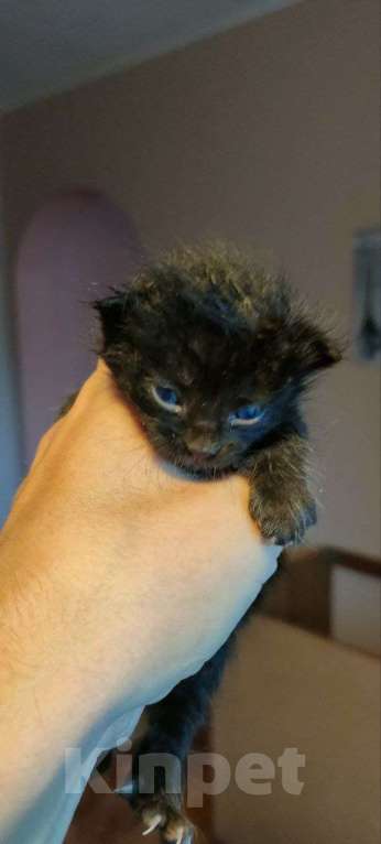 Кошки в других городах Московской области: Котятки в добрые руки Мальчик, Бесплатно - фото 2