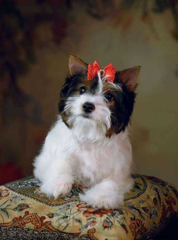 Собаки в Калининграде: Щенок (девочка) бивер терьеров. Девочка, Бесплатно - фото 4