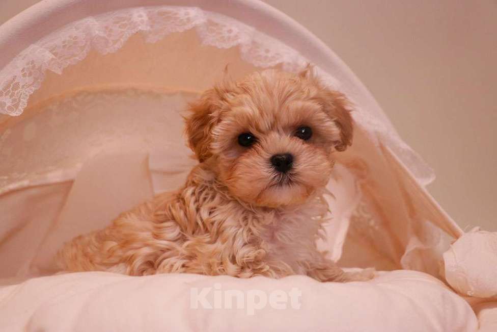 Собаки в Москве: Милый мальтипу мальчик  Мальчик, 120 000 руб. - фото 3