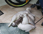 Кошки в Смоленске: Шотландские котята, девочки, шиншиллы, 01.06.21г. Девочка, 6 000 руб. - фото 2