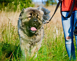 Собаки в Химках: Красивый кавказец в дар, Бесплатно - фото 4