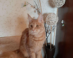 Кошки в Оленегорске: Мейн-кун котик, 15 000 руб. - фото 5