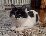 Кошки в Новохоперске: кот Левушка, Бесплатно - фото 1