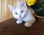 Кошки в Москве: Лира - котенок метис тайской кошки ищет дом Девочка, Бесплатно - фото 5