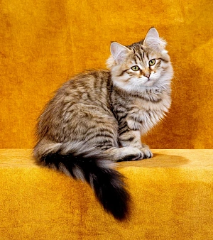 Сибирская кошечка Даша
