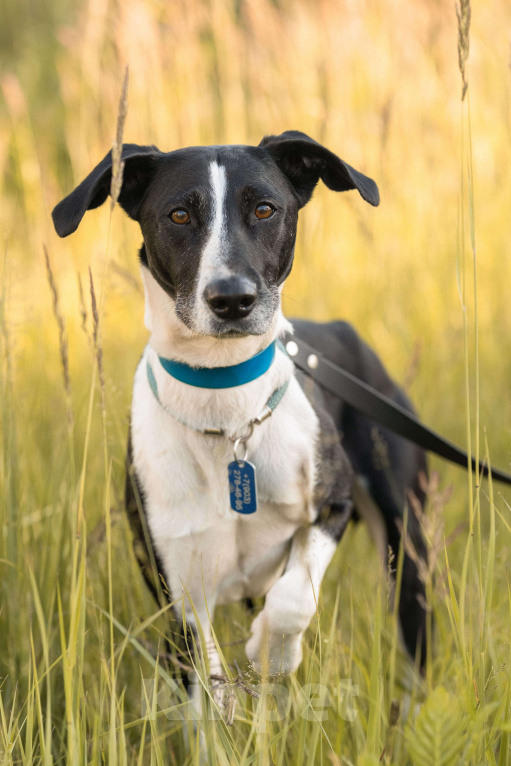 Собаки в Балашихе: Тихону нужен не просто дом, а новая история. Мальчик, Бесплатно - фото 2