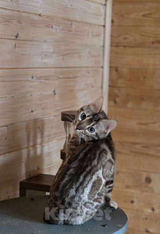 Кошки в Москве: Бенгальский котик Мальчик, 5 000 руб. - фото 2