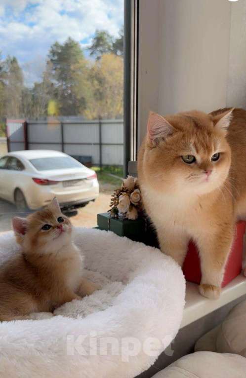 Кошки в Томске: Британские котята Девочка, 37 000 руб. - фото 2