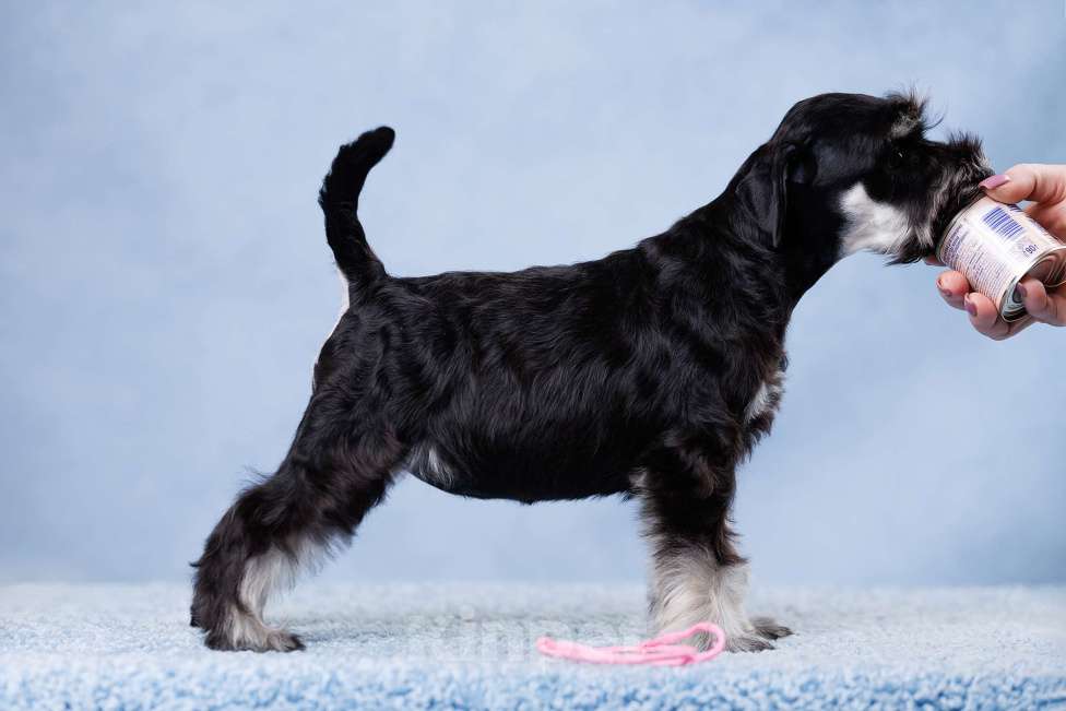 Собаки в Саратове: Щенки цвергшнауцера. Девочки. Девочка, 70 000 руб. - фото 4