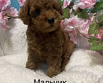 Собаки в Москве: Той-пудель щеночки Разнополые, 50 000 руб. - фото 3