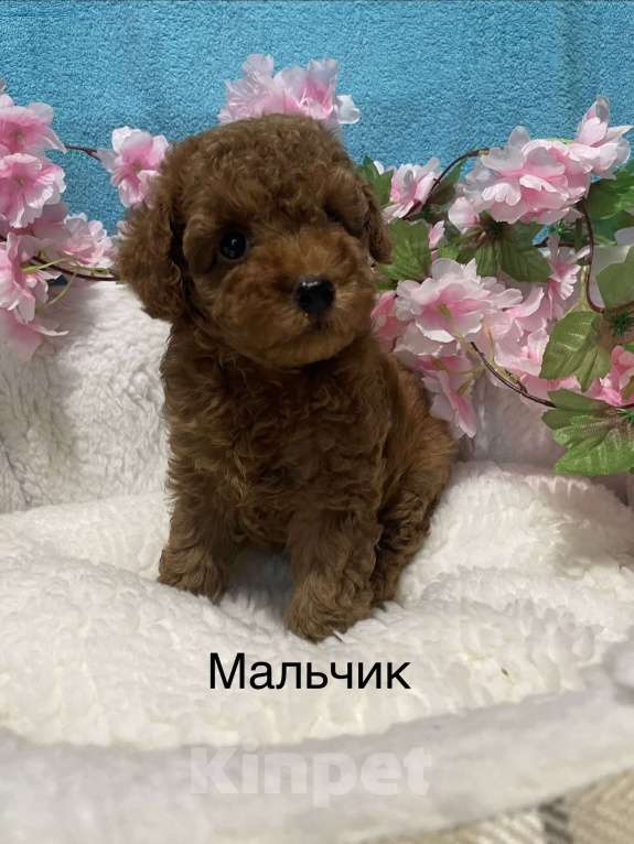 Собаки в Москве: Той-пудель щеночки Разнополые, 50 000 руб. - фото 3