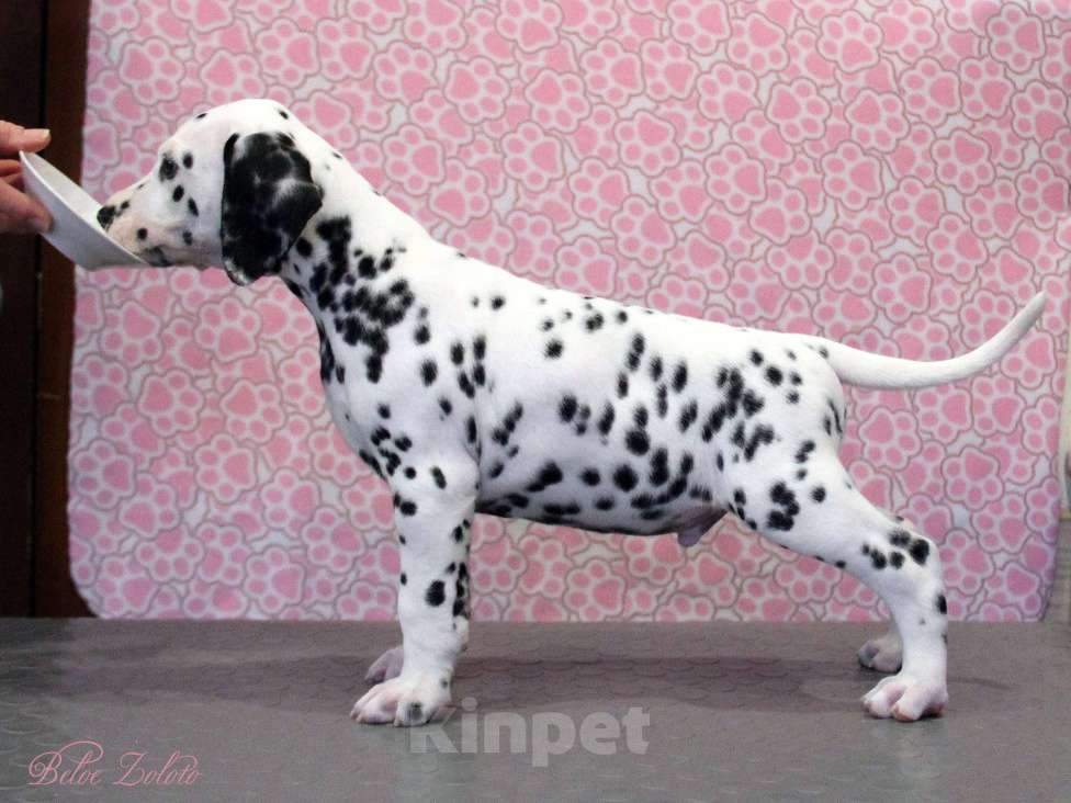 Собаки в Москве: Щенок ДАЛМАТИНА 4 месяца Мальчик, 100 000 руб. - фото 2