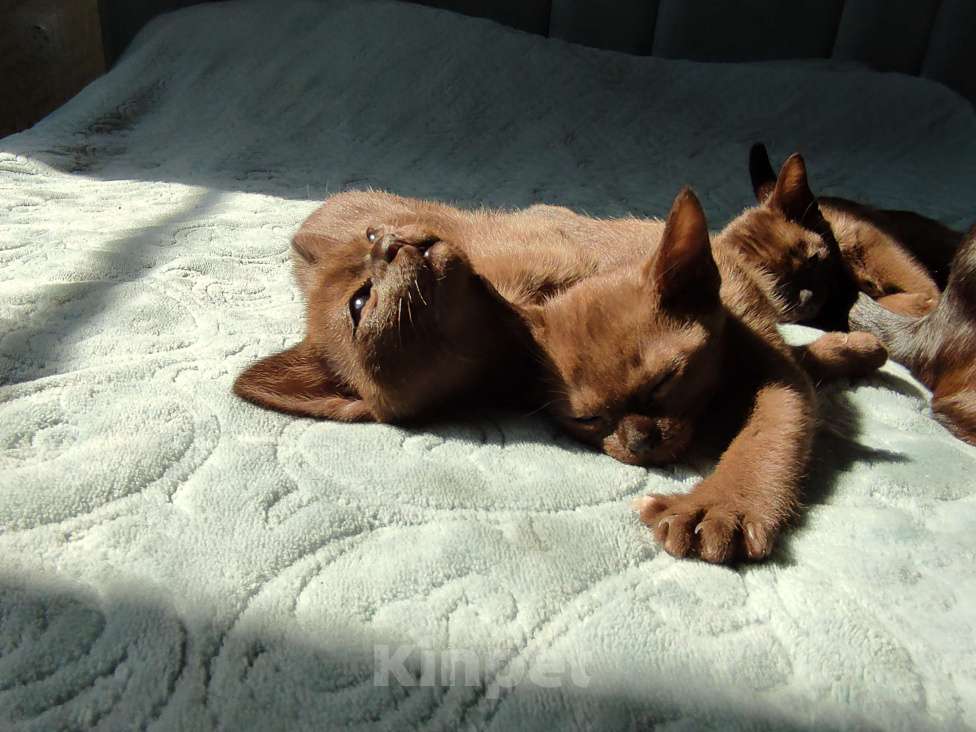 Кошки в Москве: Котенок Бурманской породы Девочка, 70 000 руб. - фото 3