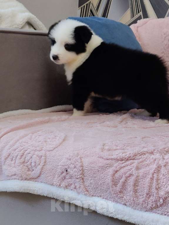 Собаки в других городах Приморского края: Малыш бордер колли Мальчик, Бесплатно - фото 2