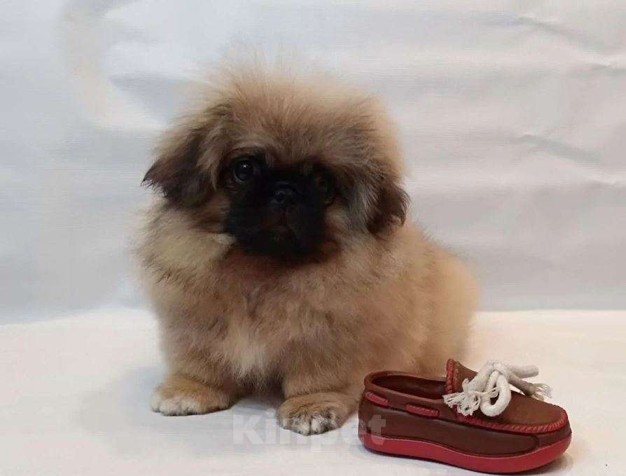 Собаки в Тольятти: Пекинес Мальчик, 65 000 руб. - фото 4