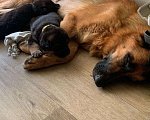Собаки в Новосибирске: Великолепные щенки  немецкой овчарки Девочка, Бесплатно - фото 7