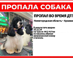 Собаки в других городах Нижегородской области: Пропал на трассе М12 во время аварии. Помогите найти!! Мальчик, Бесплатно - фото 1