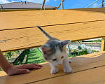 Кошки в Казани: Котенок в добрые руки Мальчик, Бесплатно - фото 1