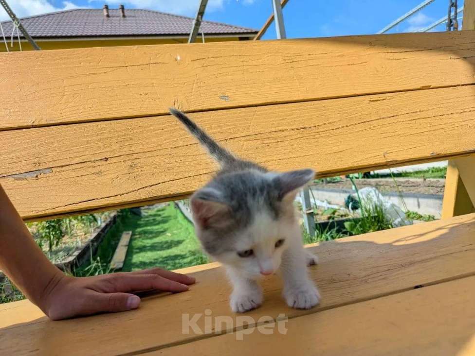 Кошки в Казани: Котенок в добрые руки Мальчик, Бесплатно - фото 1