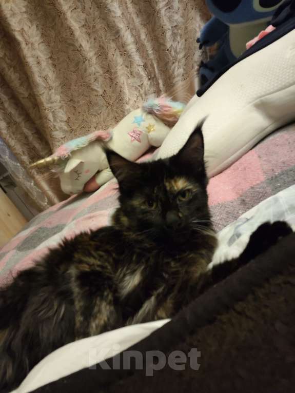 Кошки в Москве: В добрые руки Девочка, Бесплатно - фото 1