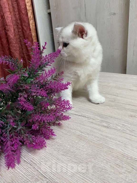 Кошки в Новосибирске: серебристая девочка Девочка, 10 000 руб. - фото 2