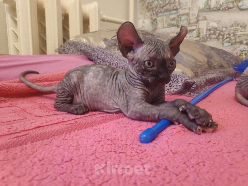 Кошки в Домодедово: Канадский сфинкс эльф котенок Мальчик, 20 000 руб. - фото 7