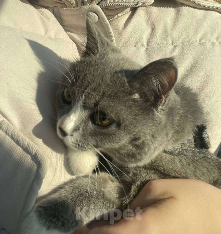 Кошки в Кемерово: Отдам в добрые руки 🤍 Девочка, Бесплатно - фото 1