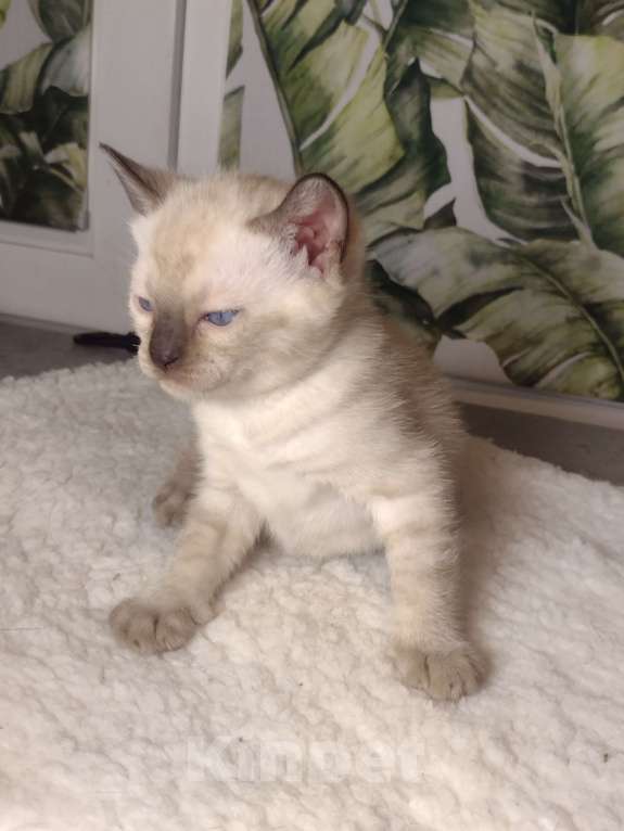 Кошки в Санкт-Петербурге: Девочка Девочка, Бесплатно - фото 3