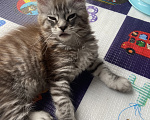 Кошки в Нижнем Тагиле: котенок Мейн-Кун из питомника IkiGaiViktoria Мальчик, Бесплатно - фото 2