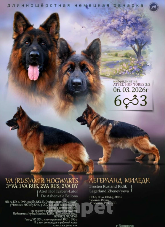 Собаки в Воронеже: Щенки немецкой овчарки Девочка, 80 000 руб. - фото 3