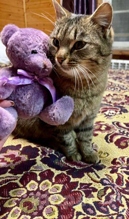 Кошки в Москве: Благородная и ласковая кошка Сима в добрые руки Девочка, 1 руб. - фото 3