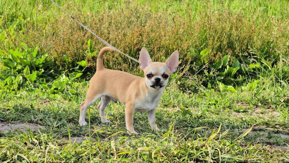 Собаки в Рязани: Мальчик чихуахуа  Мальчик, 35 000 руб. - фото 2