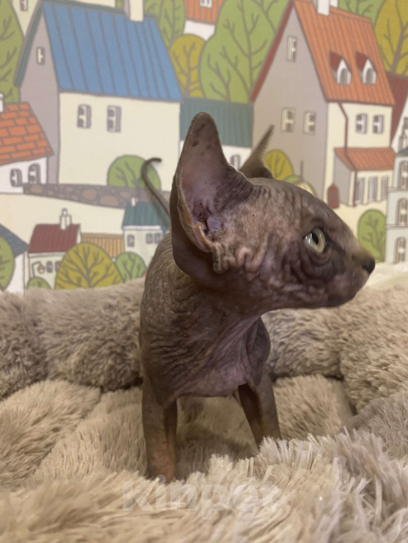 Кошки в Москве: Харизматичный канадец Мальчик, 50 000 руб. - фото 2