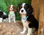 Собаки в Москве: Кавалер кинг-чарльз-спаниель, щенок Разнополые, 65 000 руб. - фото 5