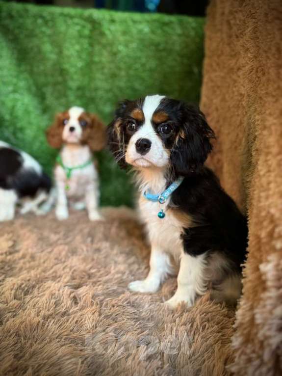 Собаки в Москве: Кавалер кинг-чарльз-спаниель, щенок Разнополые, 65 000 руб. - фото 5