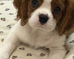 Собаки в Москве: Кавалер Кинг Чарльз спаниель щенок Мальчик, 70 000 руб. - фото 5