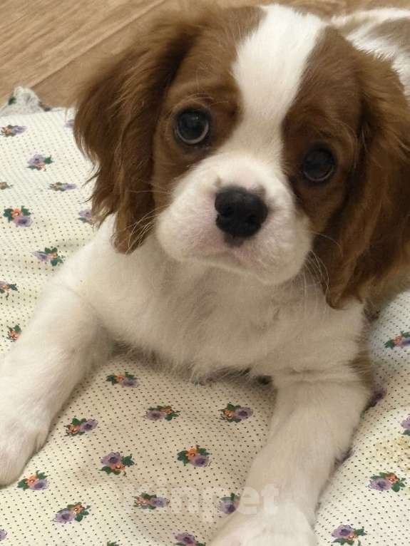 Собаки в Москве: Кавалер Кинг Чарльз спаниель щенок Мальчик, 70 000 руб. - фото 5