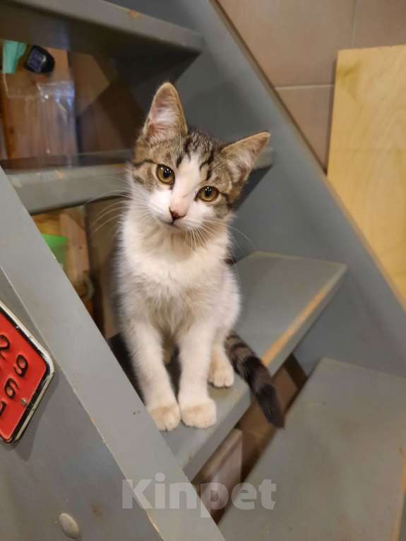 Кошки в Лобне: Серо-белый котенок Мальчик, Бесплатно - фото 2