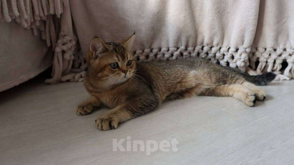 Кошки в Москве: Шотландский котик Мальчик, 40 000 руб. - фото 2