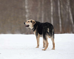 Собаки в Москве: Васко - неженка и лапочка Мальчик, Бесплатно - фото 2