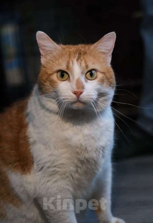 Кошки в Санкт-Петербурге: Пашенька из приюта Мальчик, Бесплатно - фото 2