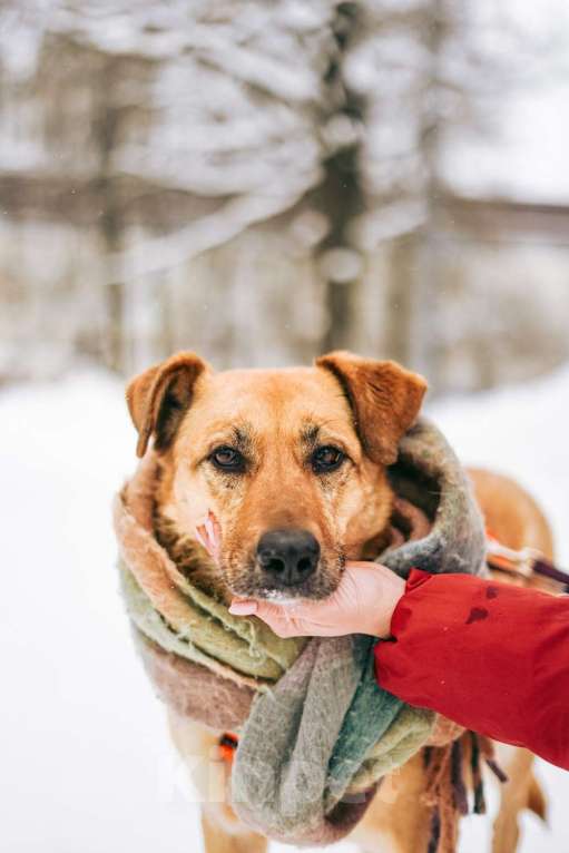 Собаки в Москве: Лесси ищет дом Девочка, Бесплатно - фото 9