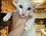 Кошки в Раменском: Ориентальный котенок  Мальчик, 70 000 руб. - фото 1