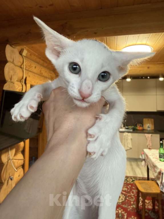 Кошки в Раменском: Ориентальный котенок  Мальчик, 70 000 руб. - фото 1