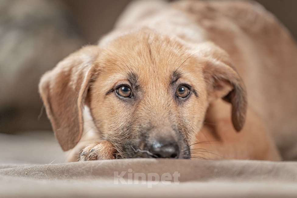 Собаки в Клине: Мачо — мужественный и добрый парень, который хочет стать вашей надёжной опорой и верным другом Мальчик, Бесплатно - фото 6