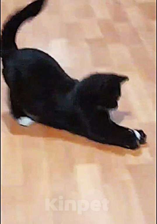 Кошки в Москве: Черный котик шикарный Чарли 7 мес Мальчик, 10 руб. - фото 2