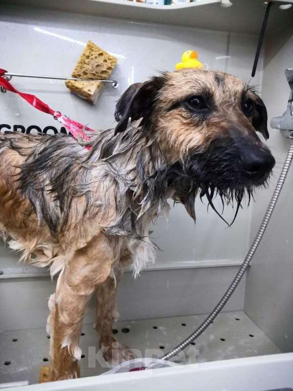 Собаки в Москве: Пальма 2 года! Девочка, Бесплатно - фото 4