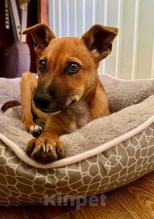 Собаки в Ростове-на-Дону: Тим подарит тебе любовь❤️ Мальчик, Бесплатно - фото 7