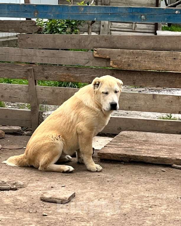 Собаки в Москве: Девочка среднеазиатской овчарки  Девочка, 60 000 руб. - фото 3